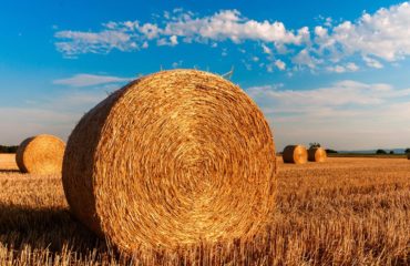 Hay in field