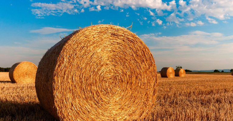 Hay in field