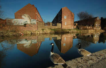 Geese staring at mural of fish