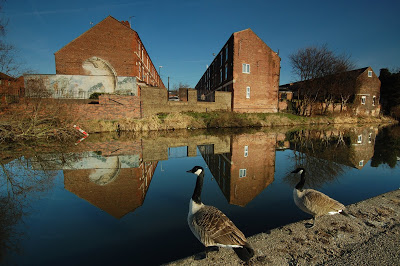 Geese staring at mural of fish