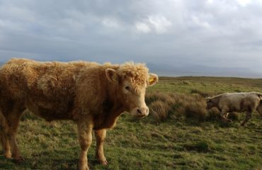 Cow in Donegal (V Gravey)