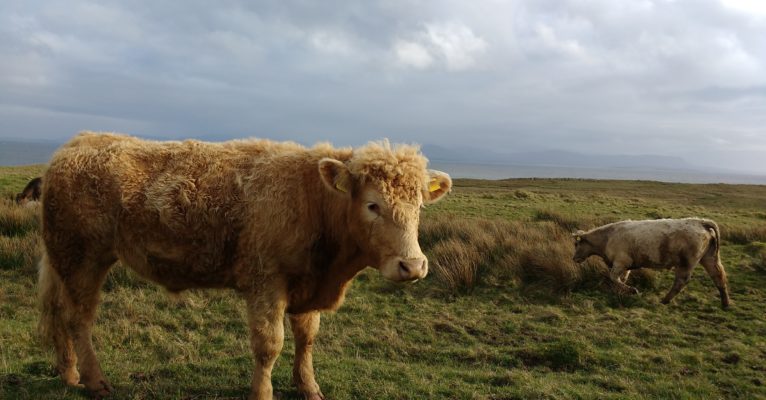 Cow in Donegal (V Gravey)