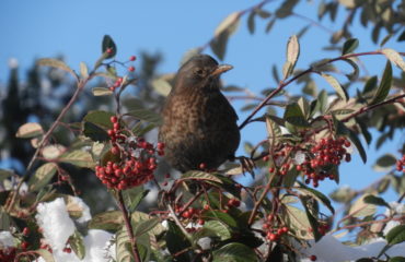 Bird in bush (V Gravey)