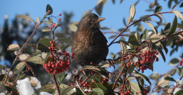 Bird in bush (V Gravey)