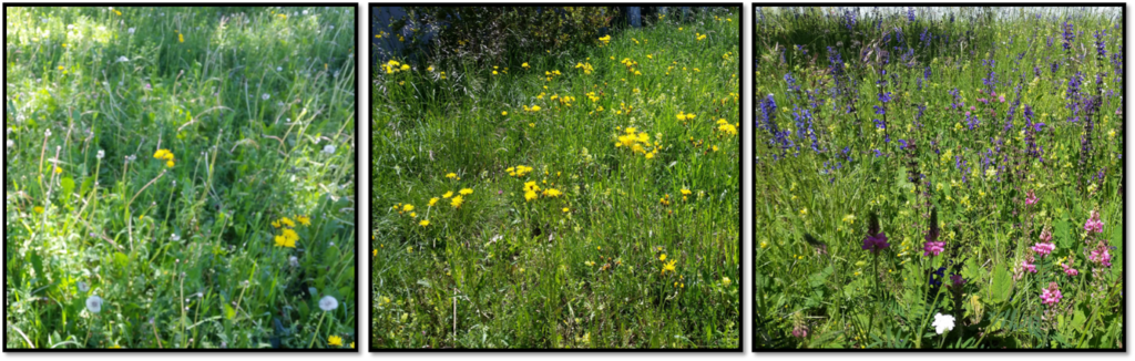 Three types of Swiss meadows