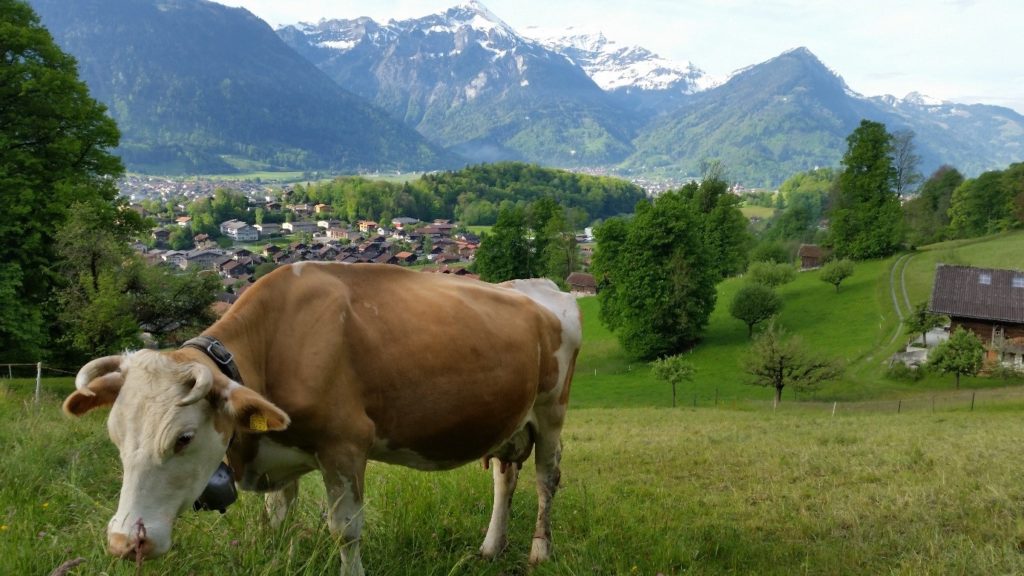 Swiss Cow Grazing