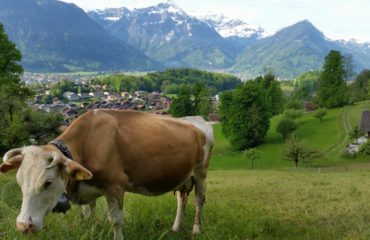 Swiss Cow Grazing