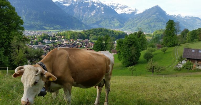 Swiss Cow Grazing