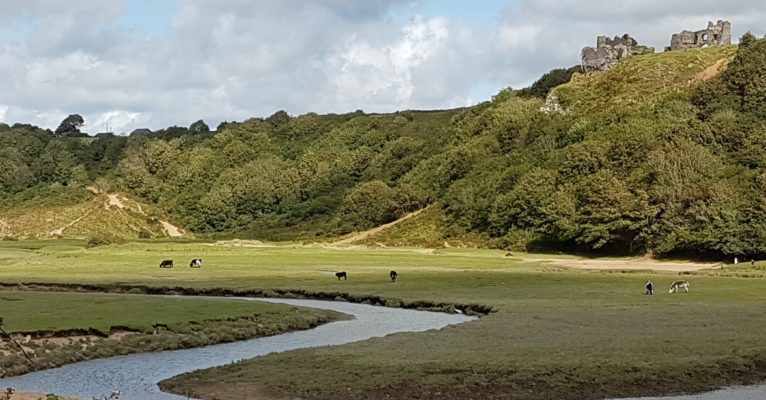 river crossing field and forest