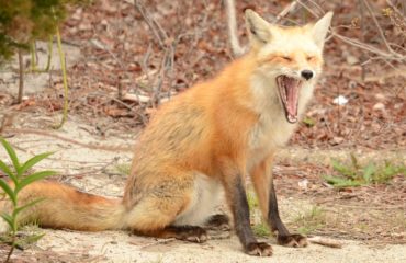 Yawning Fox