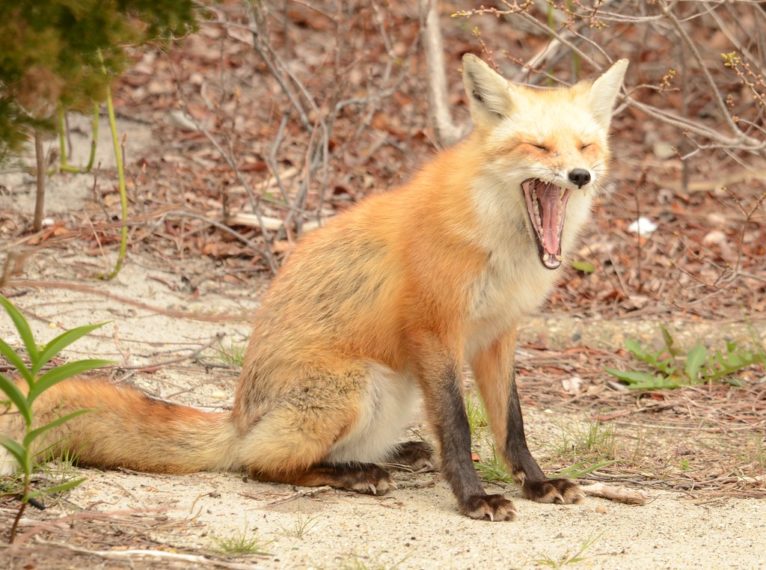 Yawning Fox
