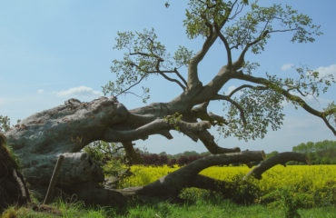 fallen tree