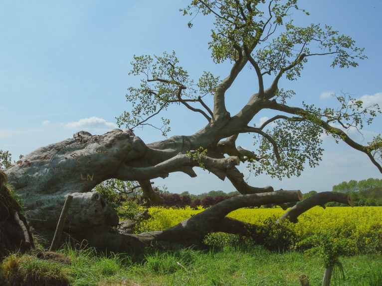 fallen tree