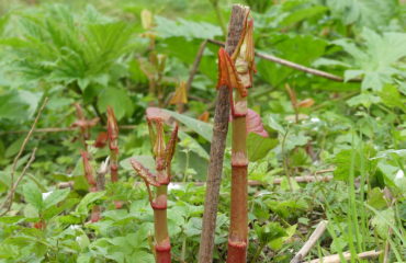 Japanese knotweed young stems