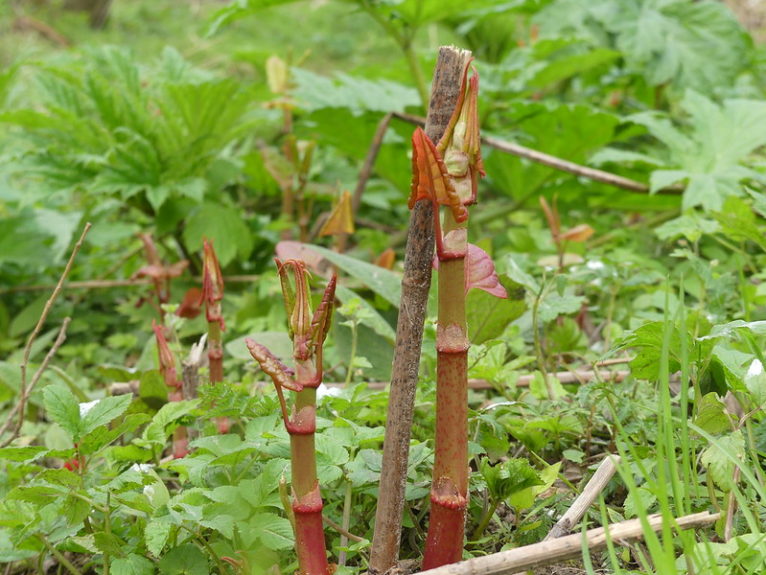 Japanese knotweed young stems
