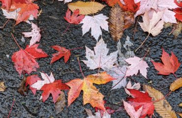 Fallen leaves on wet ground