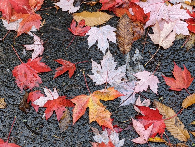 Fallen leaves on wet ground
