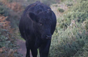 Welsh black beef