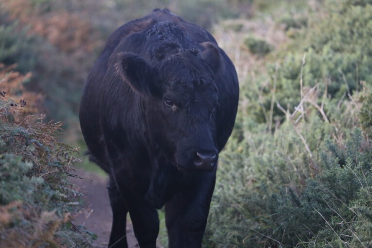 Welsh black beef