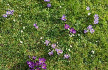 crocus blooming in green grass