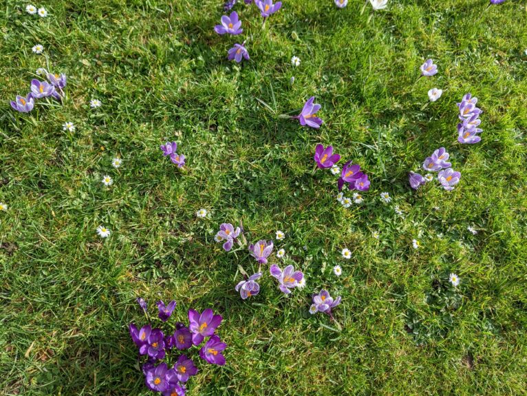 crocus blooming in green grass