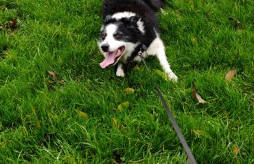 Lucy the border collie has strong ideas about environmental governance, while lounging in the grass