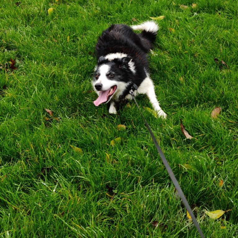 Lucy the border collie has strong ideas about environmental governance, while lounging in the grass