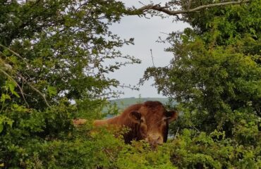 A curious brown cow looks through a hawthorn edge