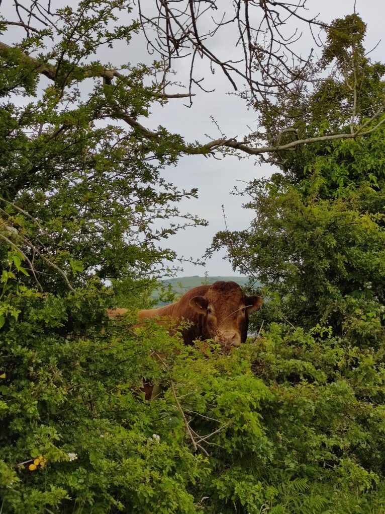 A curious brown cow looks through a hawthorn edge