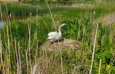 Nesting Swan stands proudly on large nest in Castle Espie (Northern Ireland)