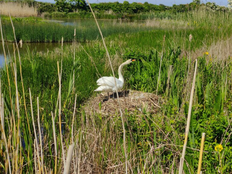 Nesting Swan stands proudly on large nest in Castle Espie (Northern Ireland)